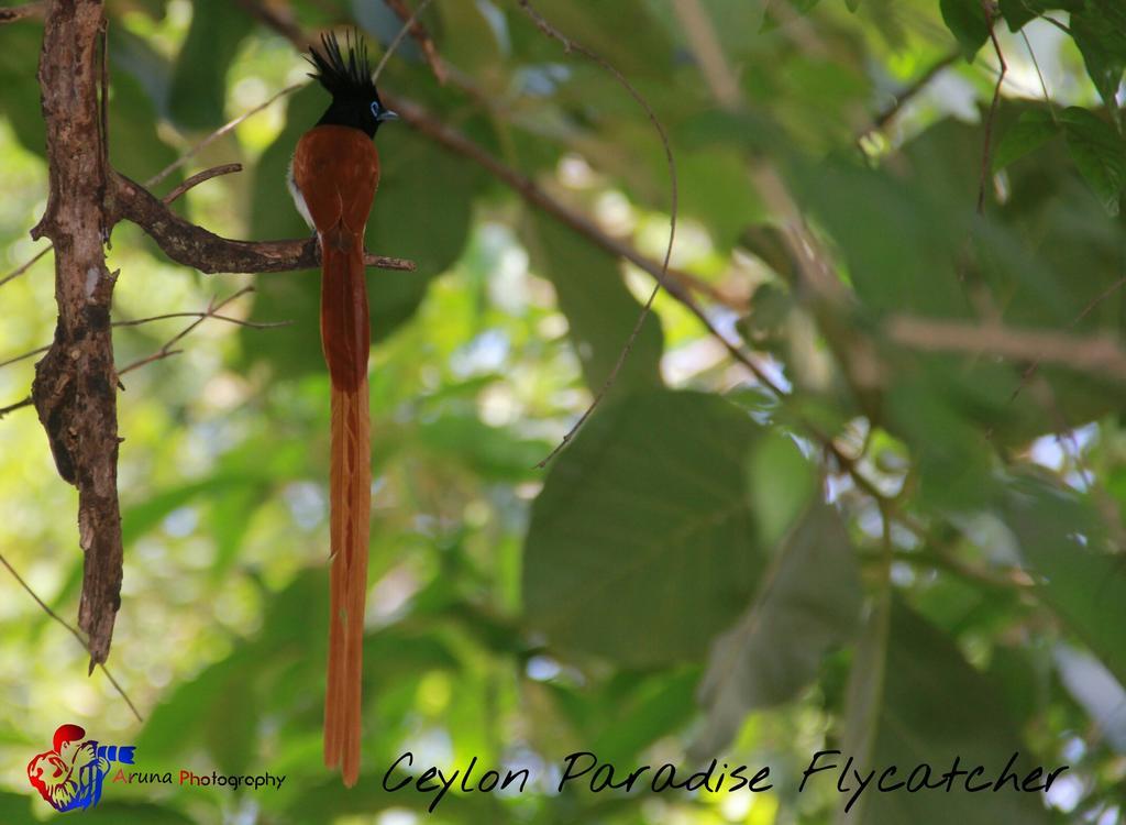 Weaver Bird Villa Habarana Zewnętrze zdjęcie